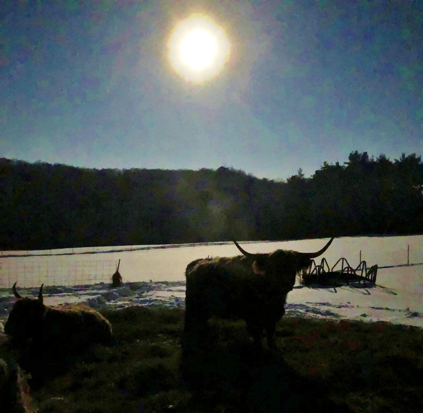 Sun shines on cattle
