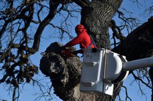 Watch: Kenosha landmark tree, living witness of history, comes down after nearly 250 years