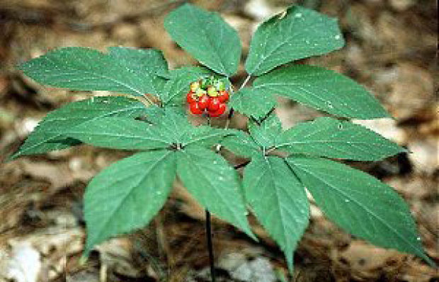 Local Car Auctions >> Ginseng thief convicted in Trempealeau County Local Car Auctions >> Ginseng thief convicted in Trempealeau County