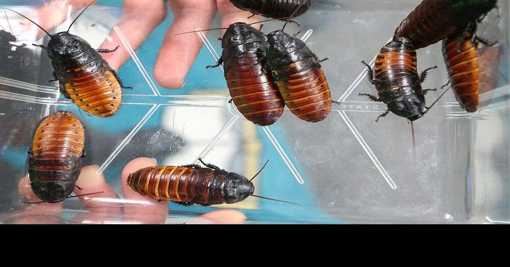 Cockroaches race at State Road Elementary STEM club