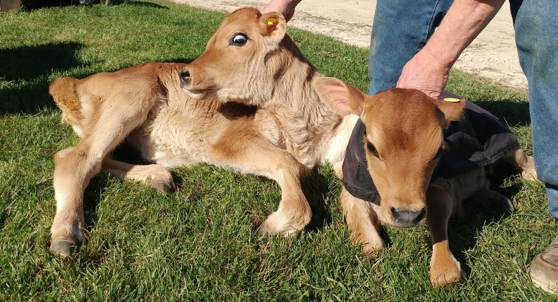 jersey calf pictures