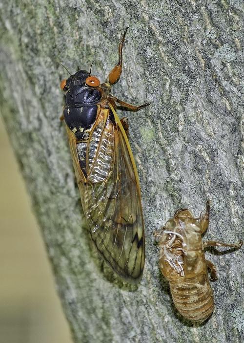 Cicada