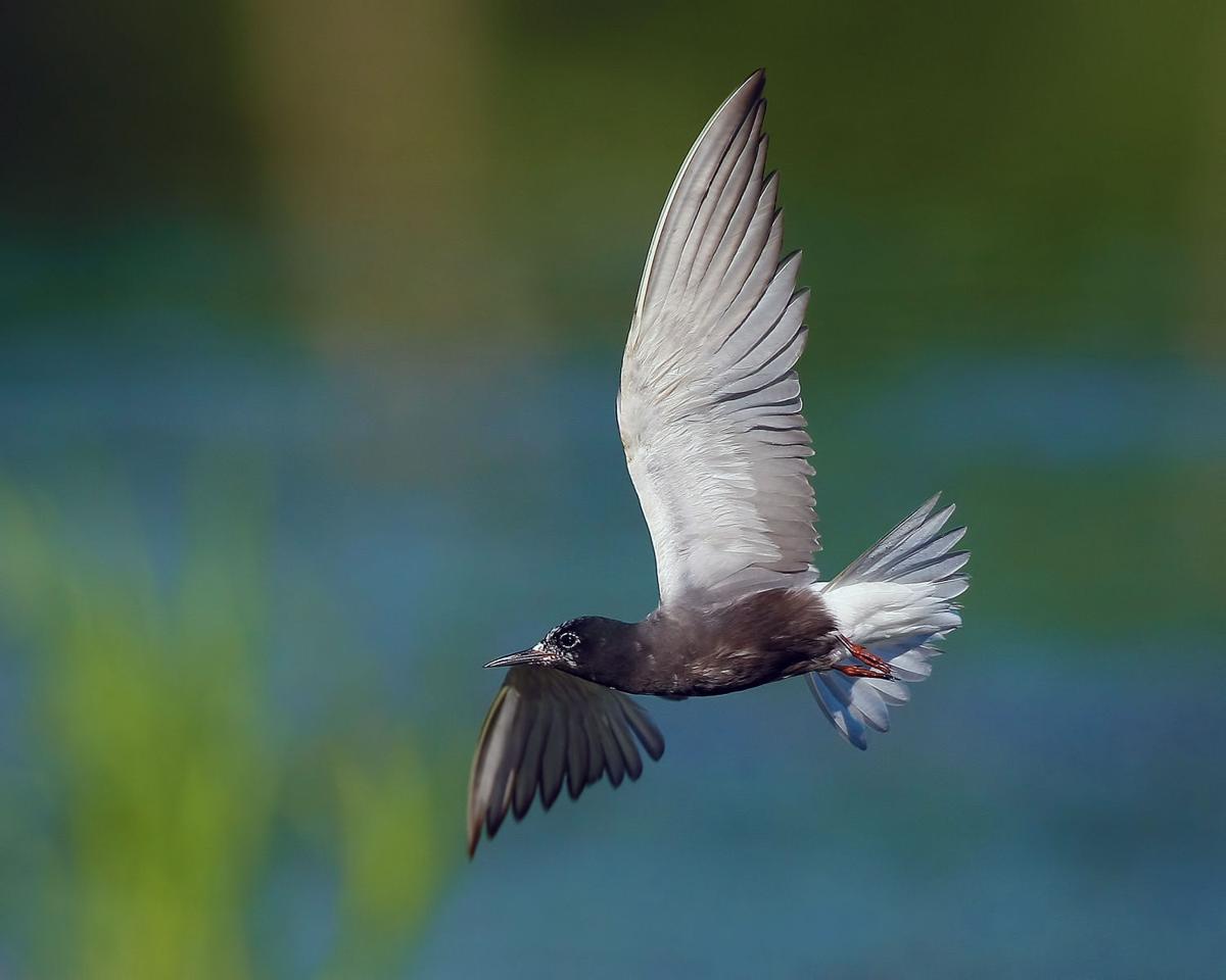 Black tern