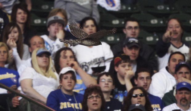 Wolf strong again, hawk watches Brewers top Astros - The San Diego