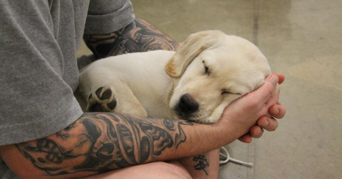 Dog training gives Stanley and Jackson Correctional inmates a sense of purpose and responsibility Dog training gives Stanley and Jackson Correctional inmates a sense of purpose and responsibility