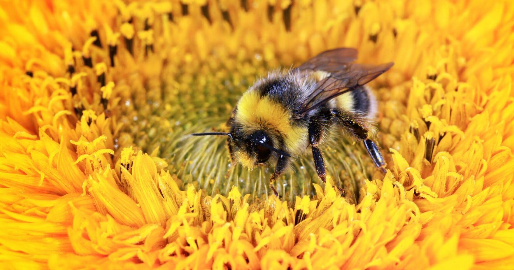 Conservation on Tap : Bumble bees and tallgrass prairie