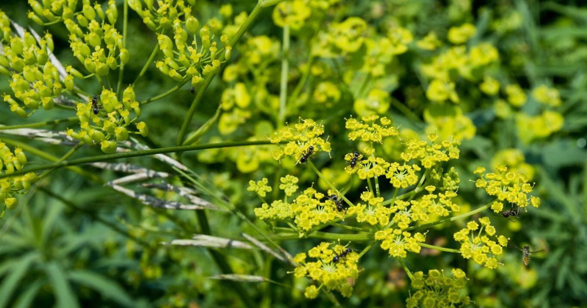 Posion Parship Rash Wild parsnip causes uncomfortable skin rashes - Healthful Hints