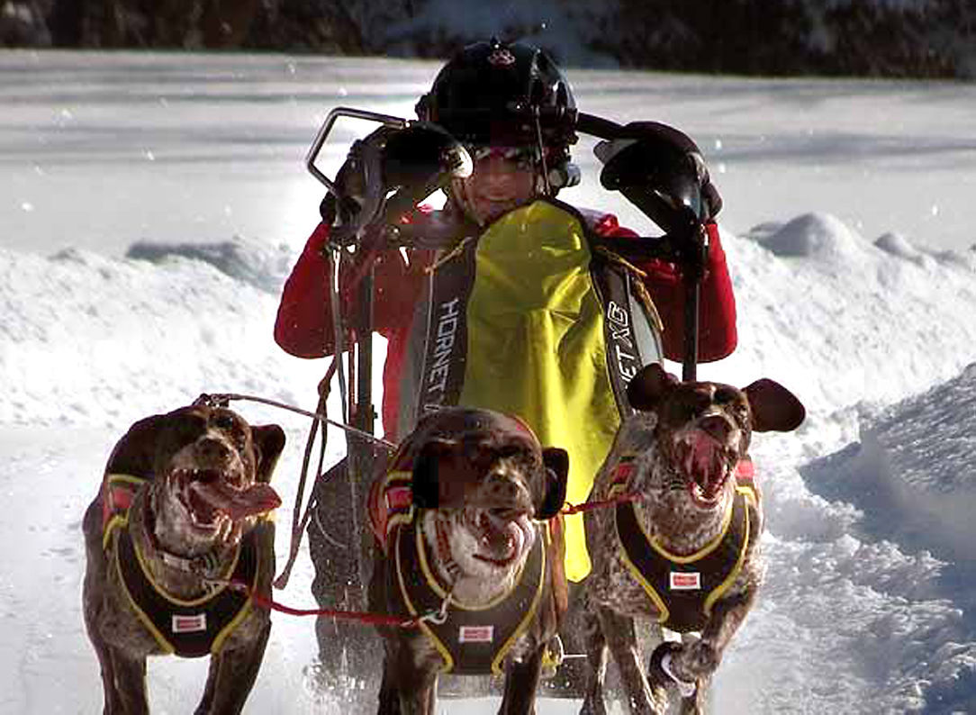 Photos Sled Dog Training Local