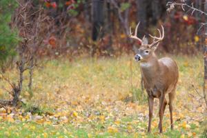 Western Wisconsin hunters in right place for successful harvest as gun deer season kicks off
