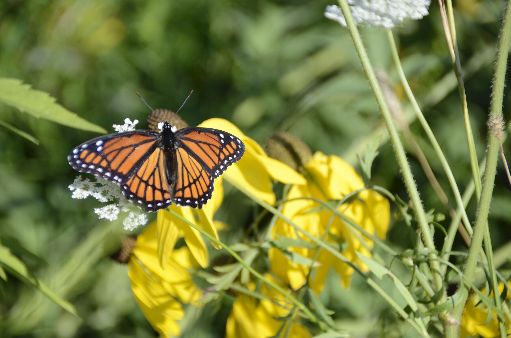 Butterfly Painting Extravaganza In Onalaska On Saturday At Community Park   64c01b5198335.preview 