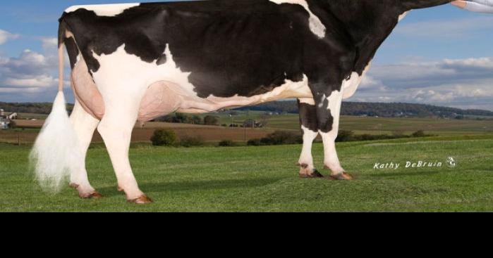 Show cow no longer springing leaks