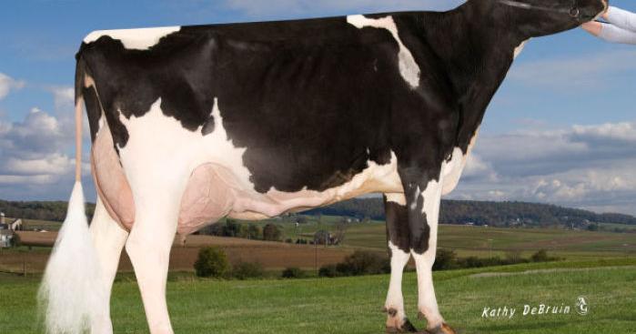 Cow Springing Show cow no longer springing leaks