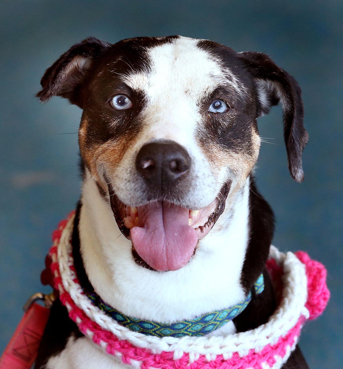Inmates at Prairie du Chien prison help dog heal from life of trauma