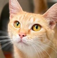 Driftless Humane Society Pets of the Week
