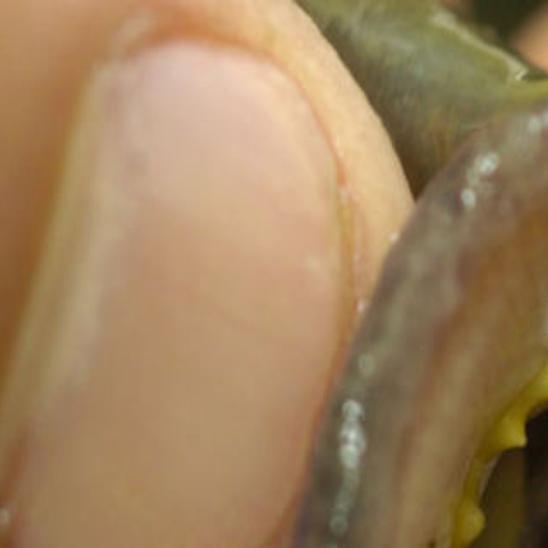 State Senator S Bill Aims To Reel In Rotten Invasive Sea Lamprey Government And Politics Lacrossetribune Com Things to do near lamprey river preserve. rotten invasive sea lamprey