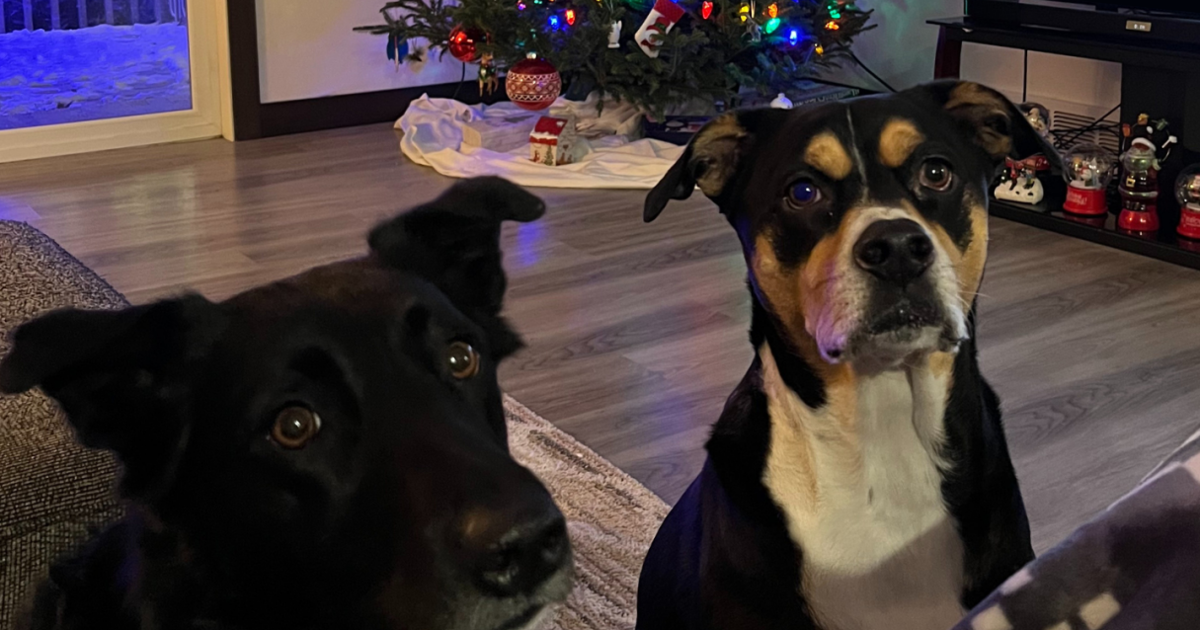 Pets get stressed by the holidays, too Pets get stressed by the holidays, too