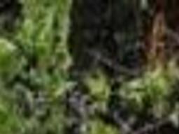 5. Three killed in MedFlight helicopter crash | Top2008 ...