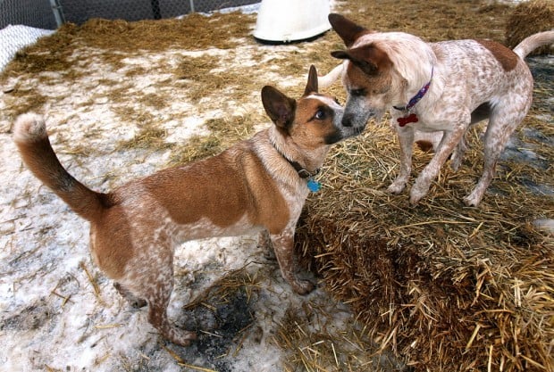 jack russell terrier australian cattle dog mix