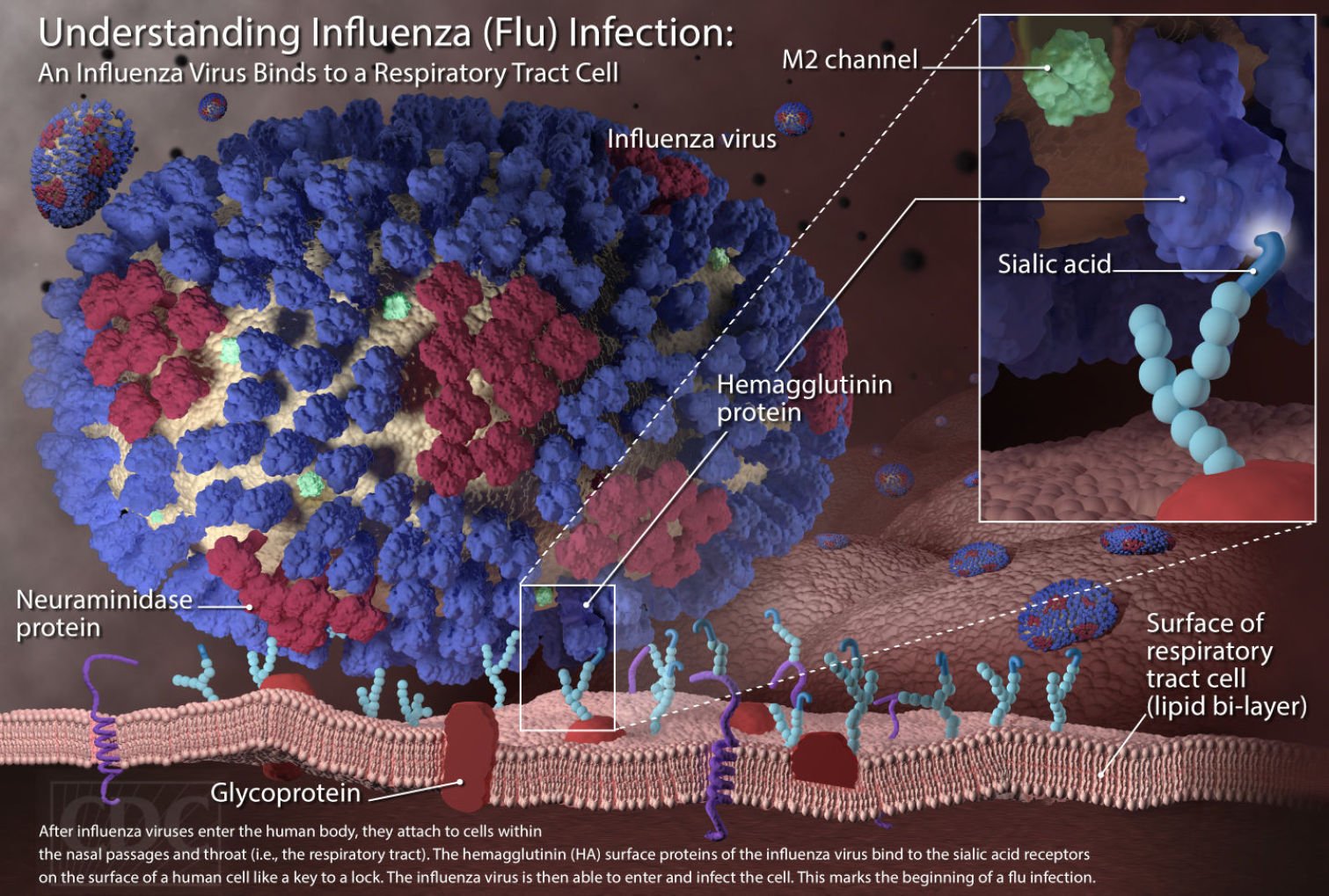 Got Flu? UW-L Doc Wants To Try Medication On You