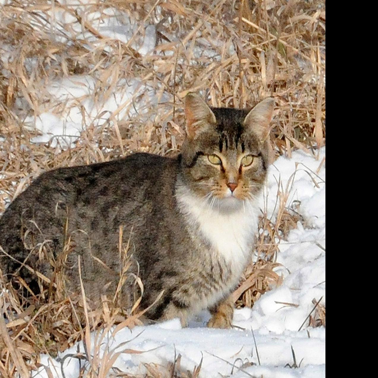 Cat Like Lab Mice Created At Uw Could Enhance Study Of Parasite