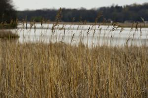 State Senate poised to roll back wetlands protections