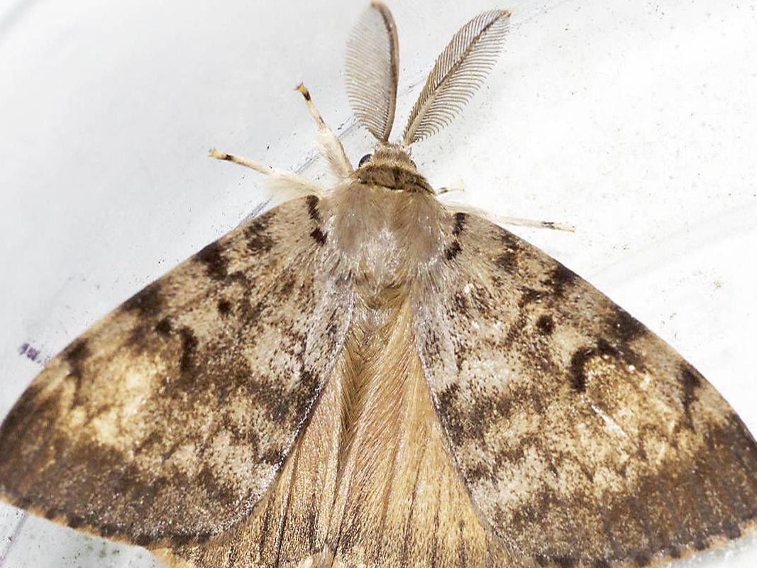 Second Phase Of Gypsy Moth Aerial Treatments Begins Late June In Area Counties Local News Lacrossetribune Com