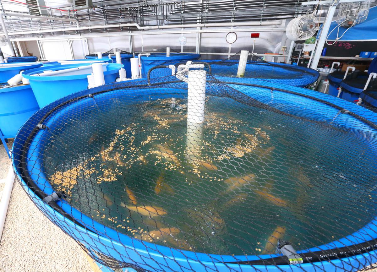 Aquaponics fish and vegetables Aquaponics Could Be The Food Of The Future
