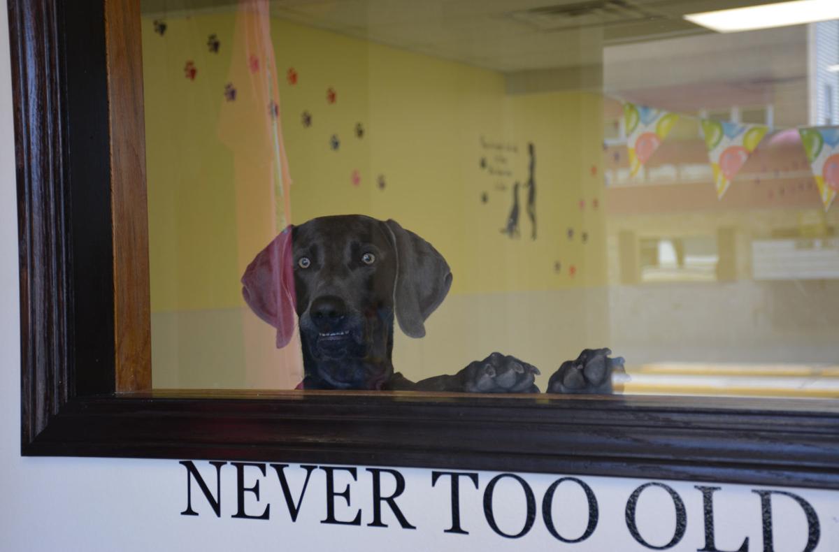 New Doggy Daycare And Spa Opens In Tomah News Lacrossetribune Com
