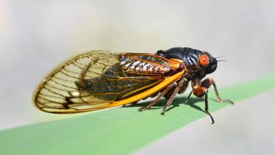'Cicadaheads' armed with tech, ready to take on alien bug invasion