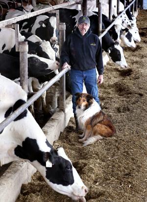 Dairy farmers face another year of low milk prices