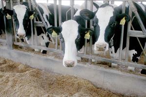 Business planning grants available to Minnesota dairy farmers