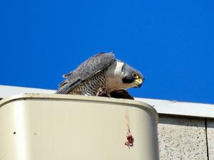 Peregrine falcon population makes 'phenomenal' recovery in Wisconsin and Minnesota