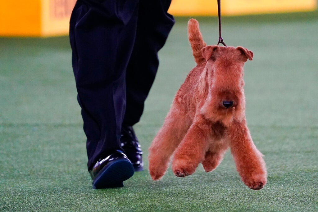 Dog co-owned by Tim McGraw wins new breed at show