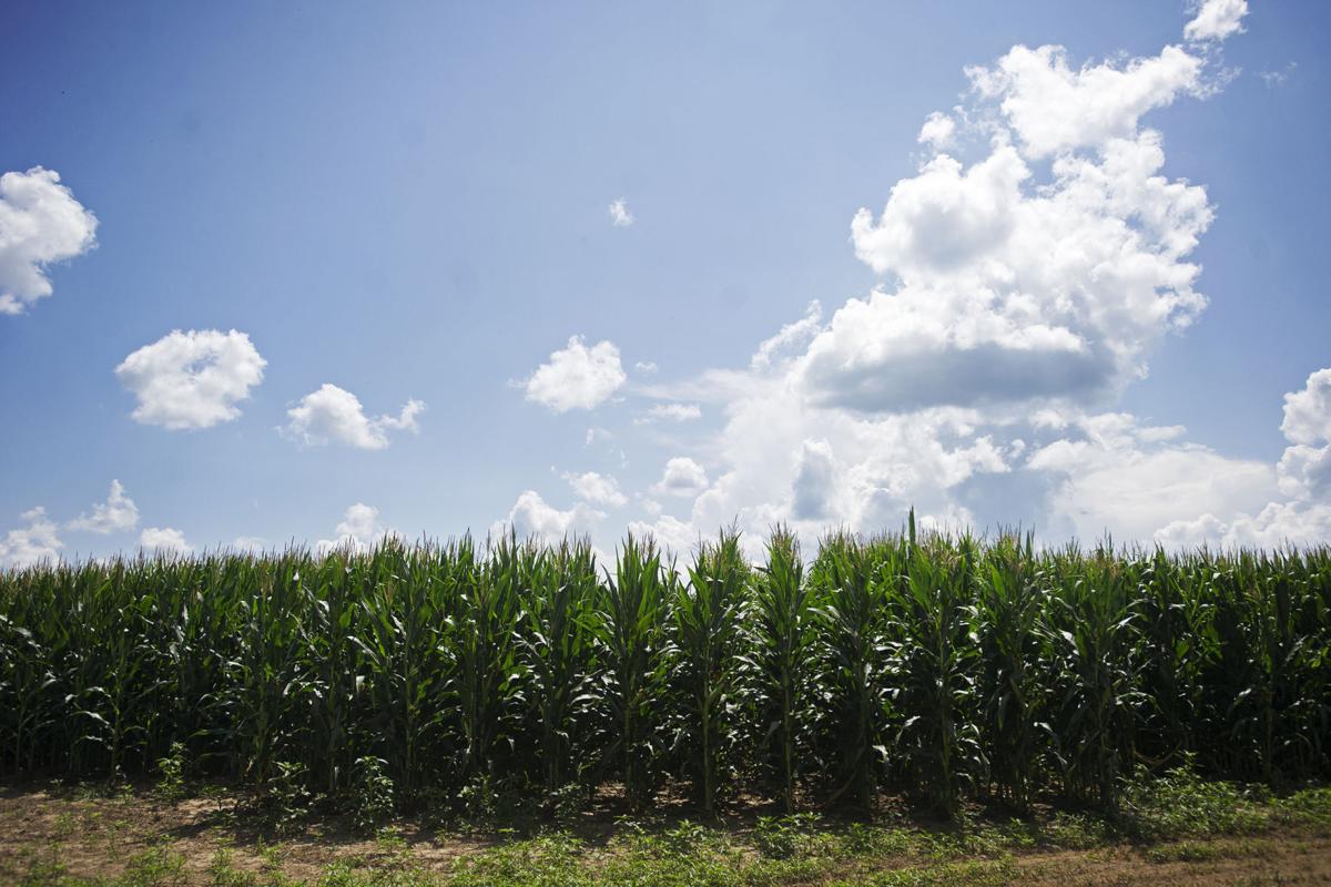 MSC Southeast to start sustainable agriculture program