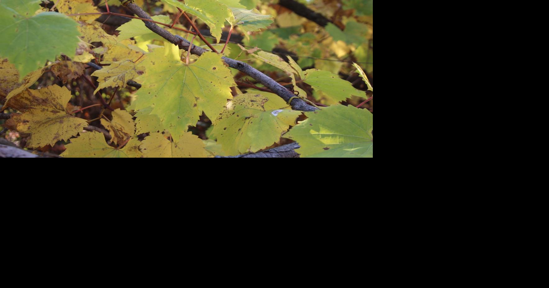 Tree care planned in Fennimore