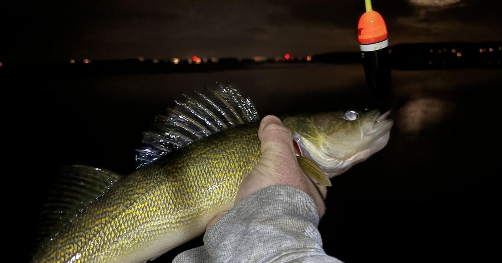Climate change threatens walleye reproduction, study says - Vimarsana News