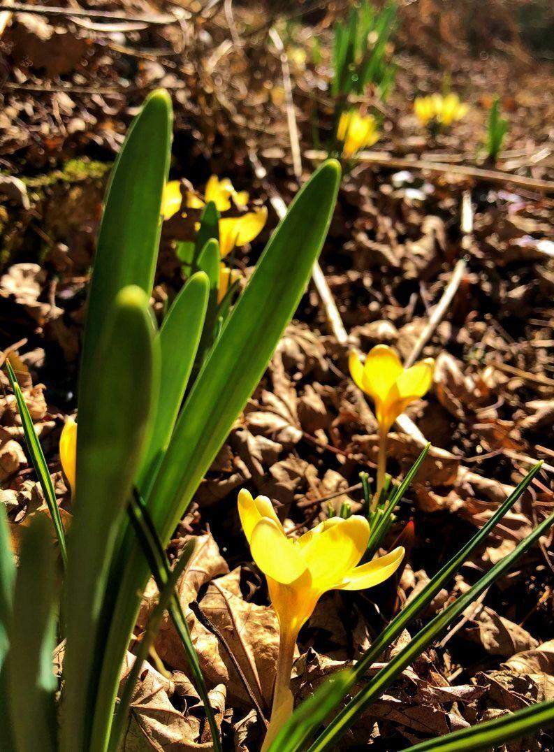 Crocus
