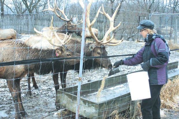 elk meat for sale houston tx