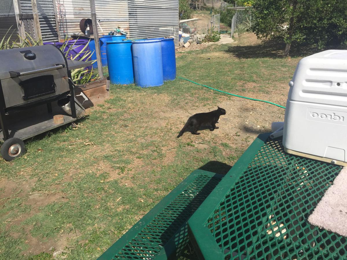 Naval Base Has A Feral Cat Problem Operation Git Meow To The