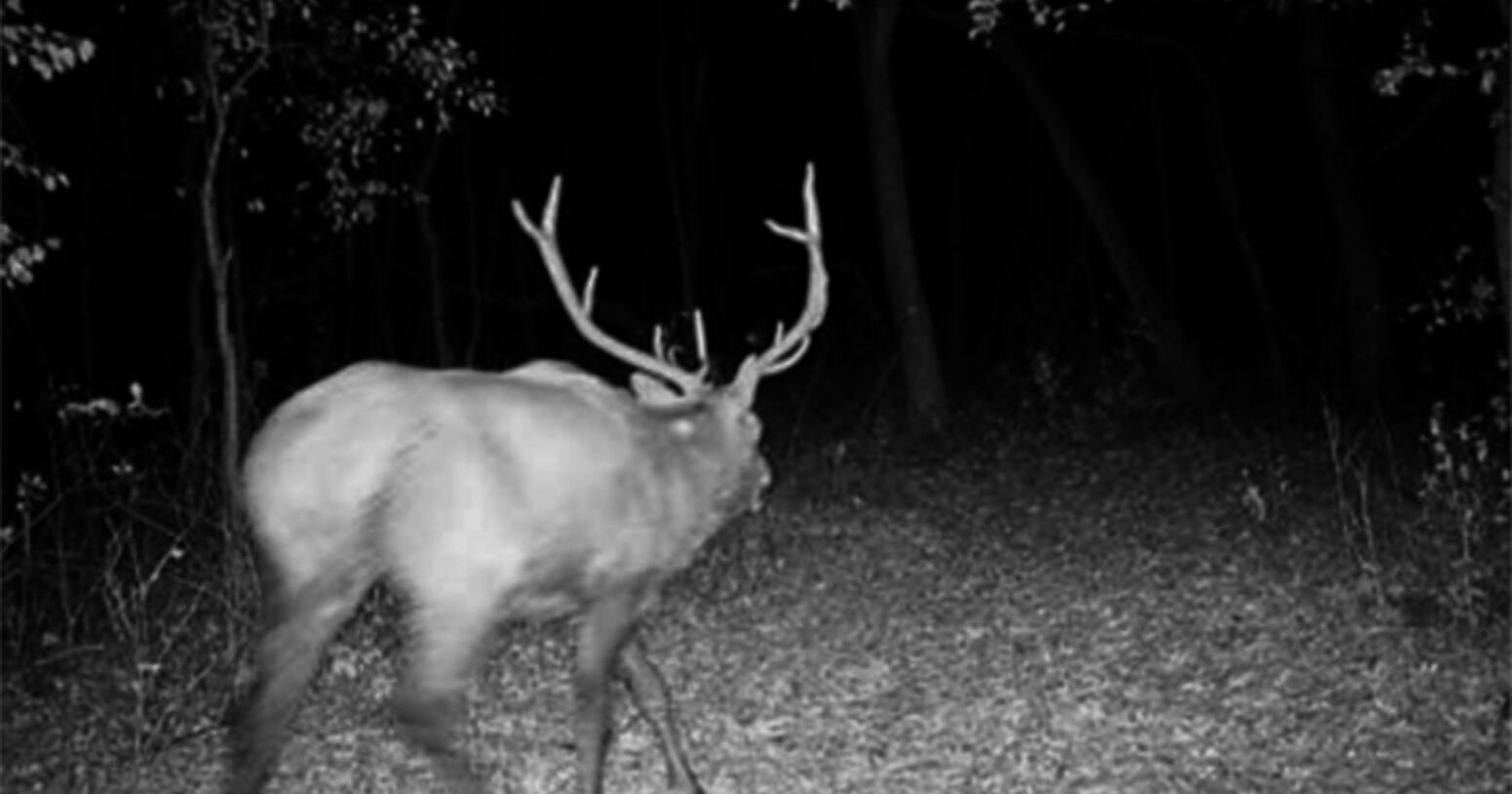 Wisconsin elk killed in Chicago suburb - Vimarsana News