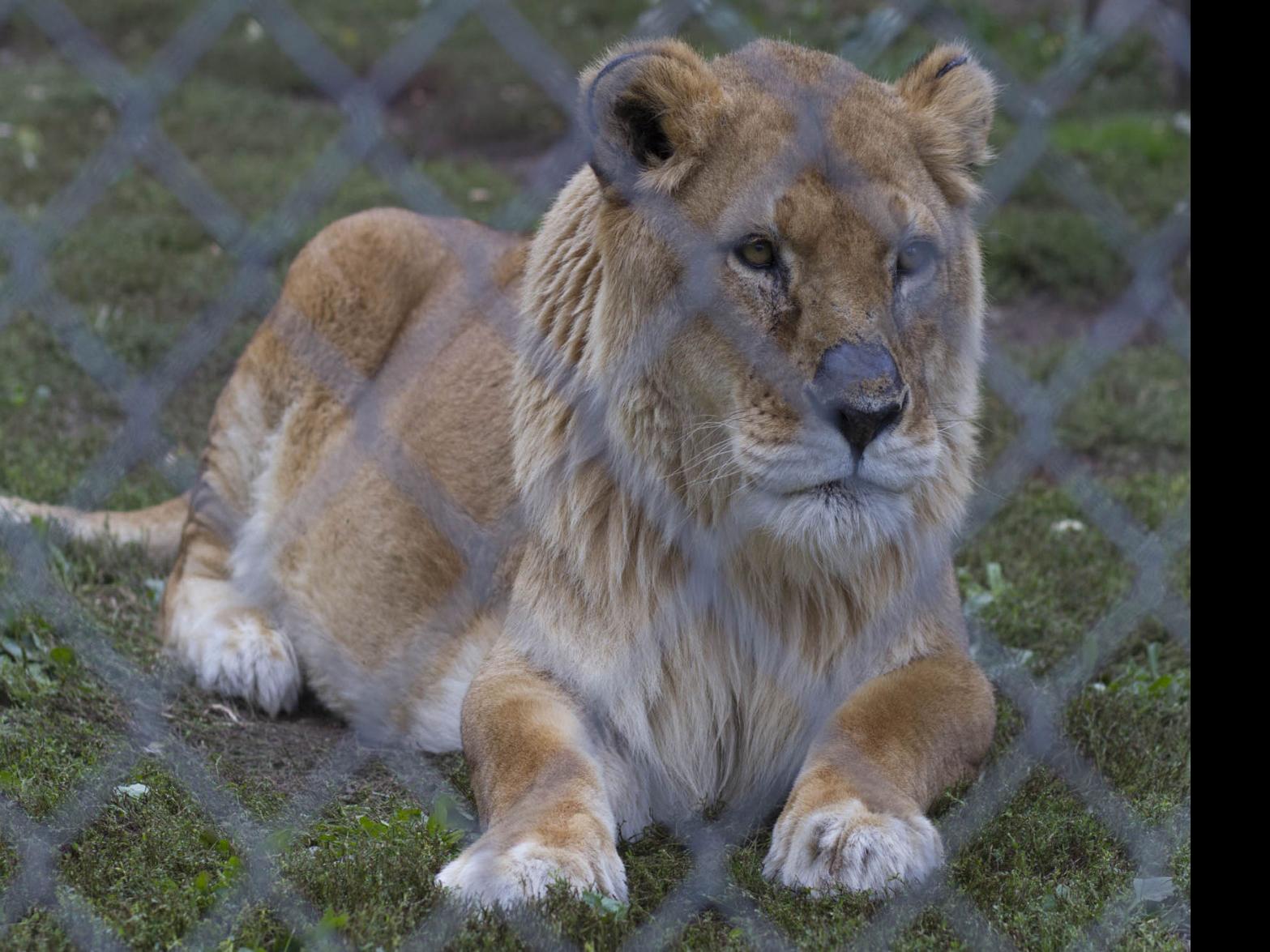 Limits To Exotic Pets In Wisconsin Loom But Critics Cite Several