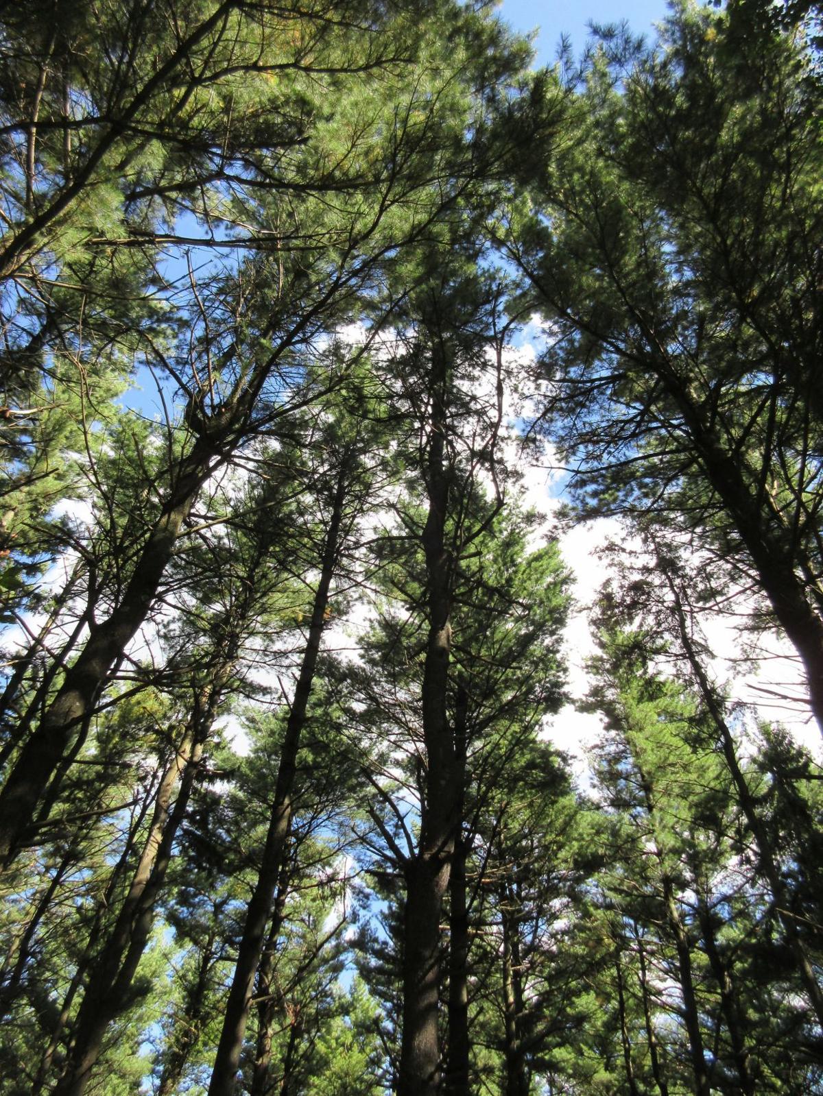 Signs of the Ice Age in Wisconsin's Kettle Moraine Lifestyles