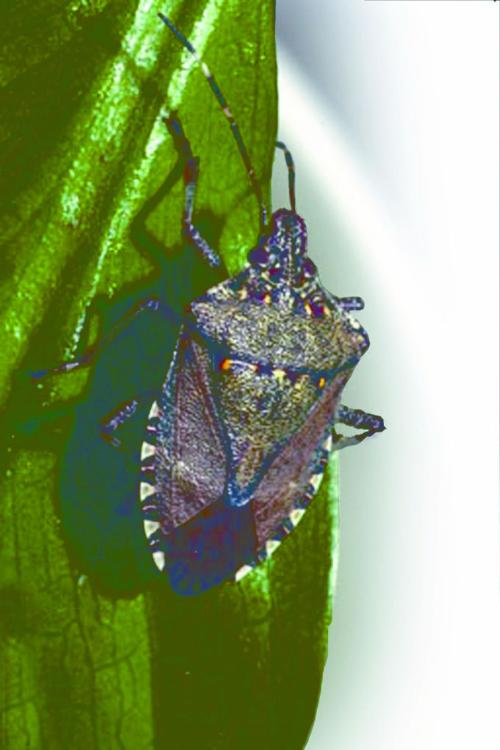 New stink bug species on the rise in Minnesota Local News