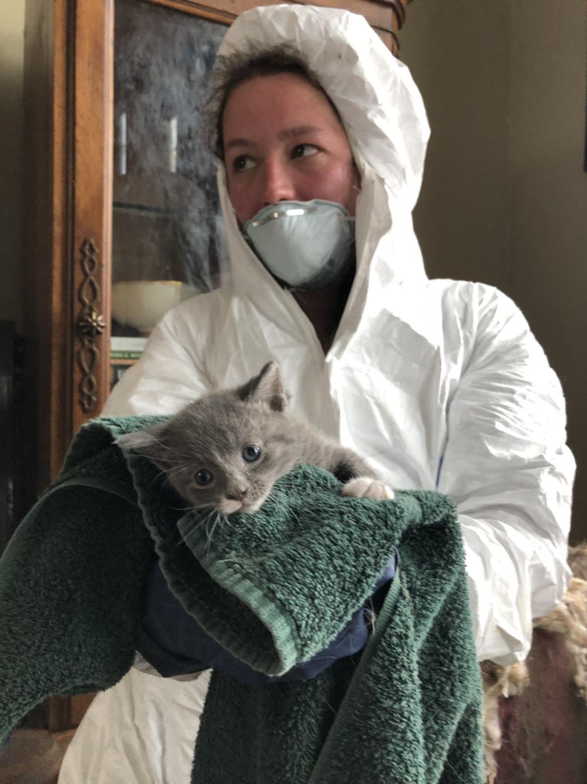 95 Cats And Counting Taken From Home In Largest Humane Society