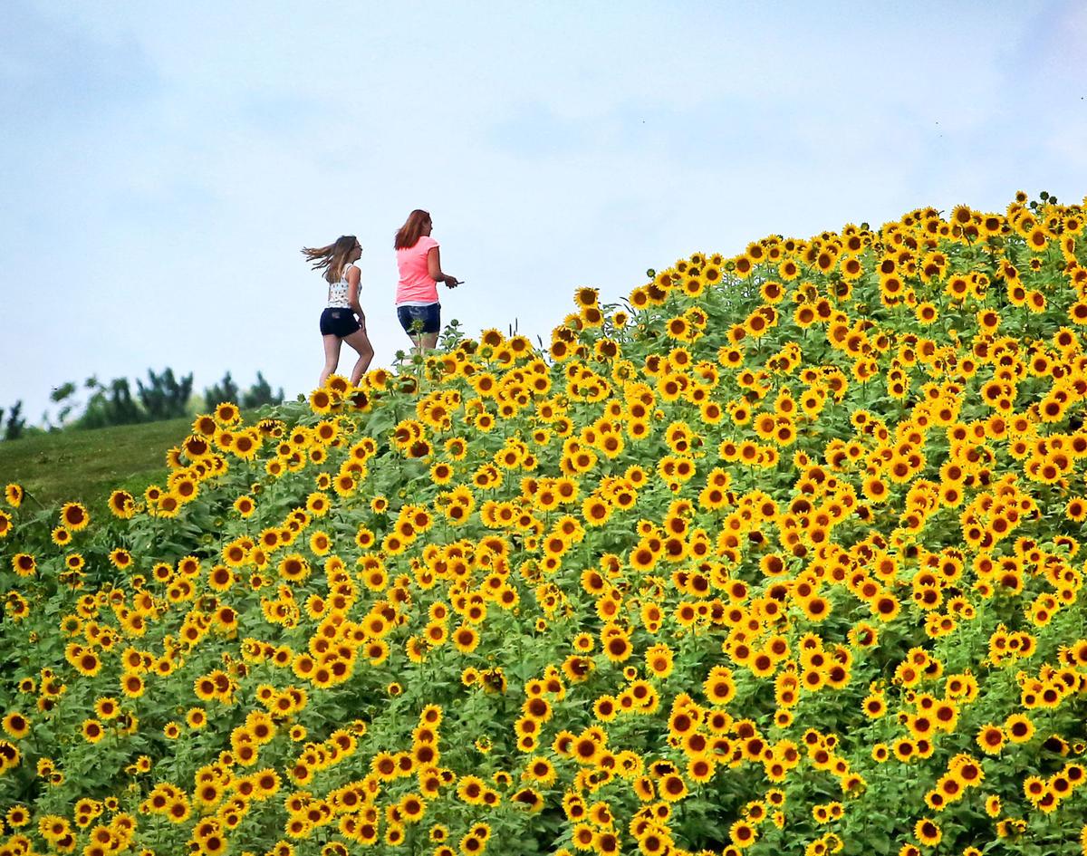 Photos Sunflower Days at Pope Farms Conservancy in Middleton Local
