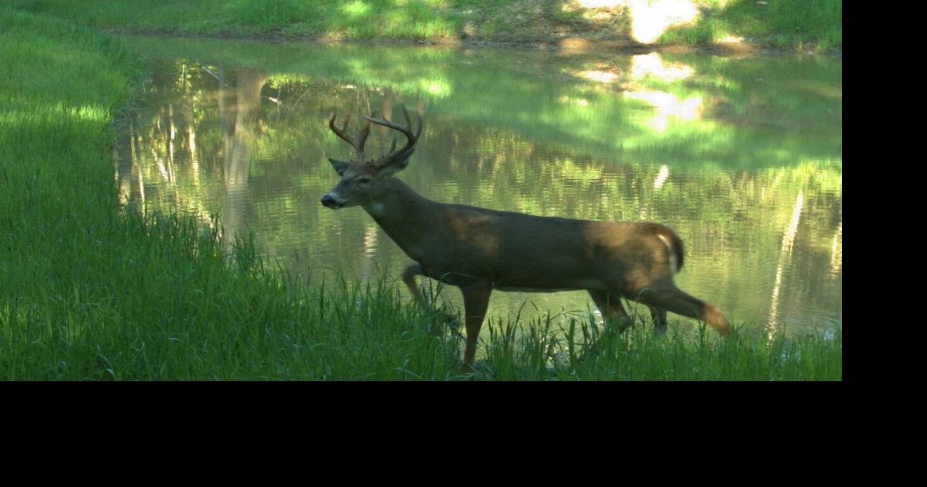 Outdoors commentary 10 of my best deer hunt miscues