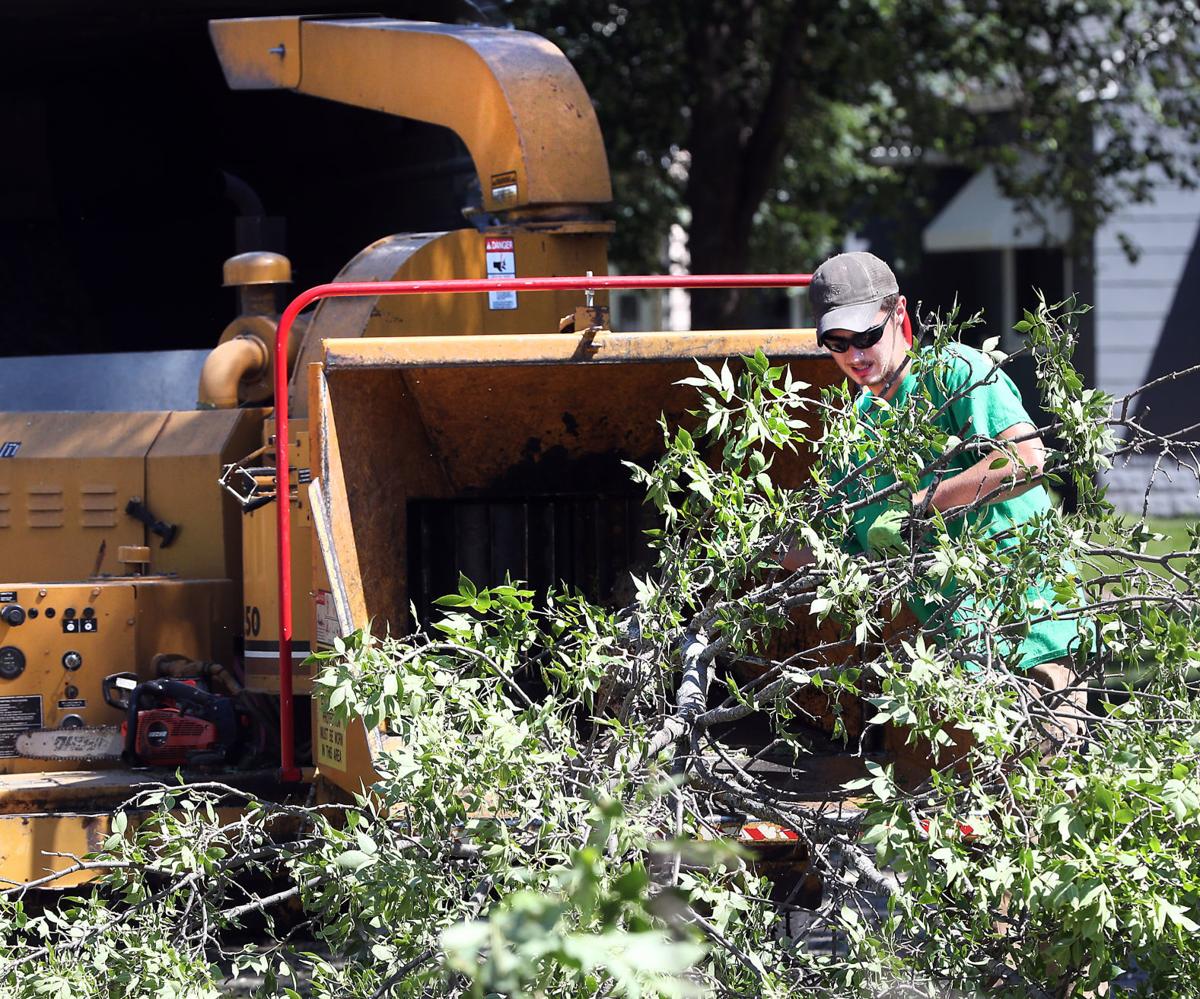 Ash tree disposal