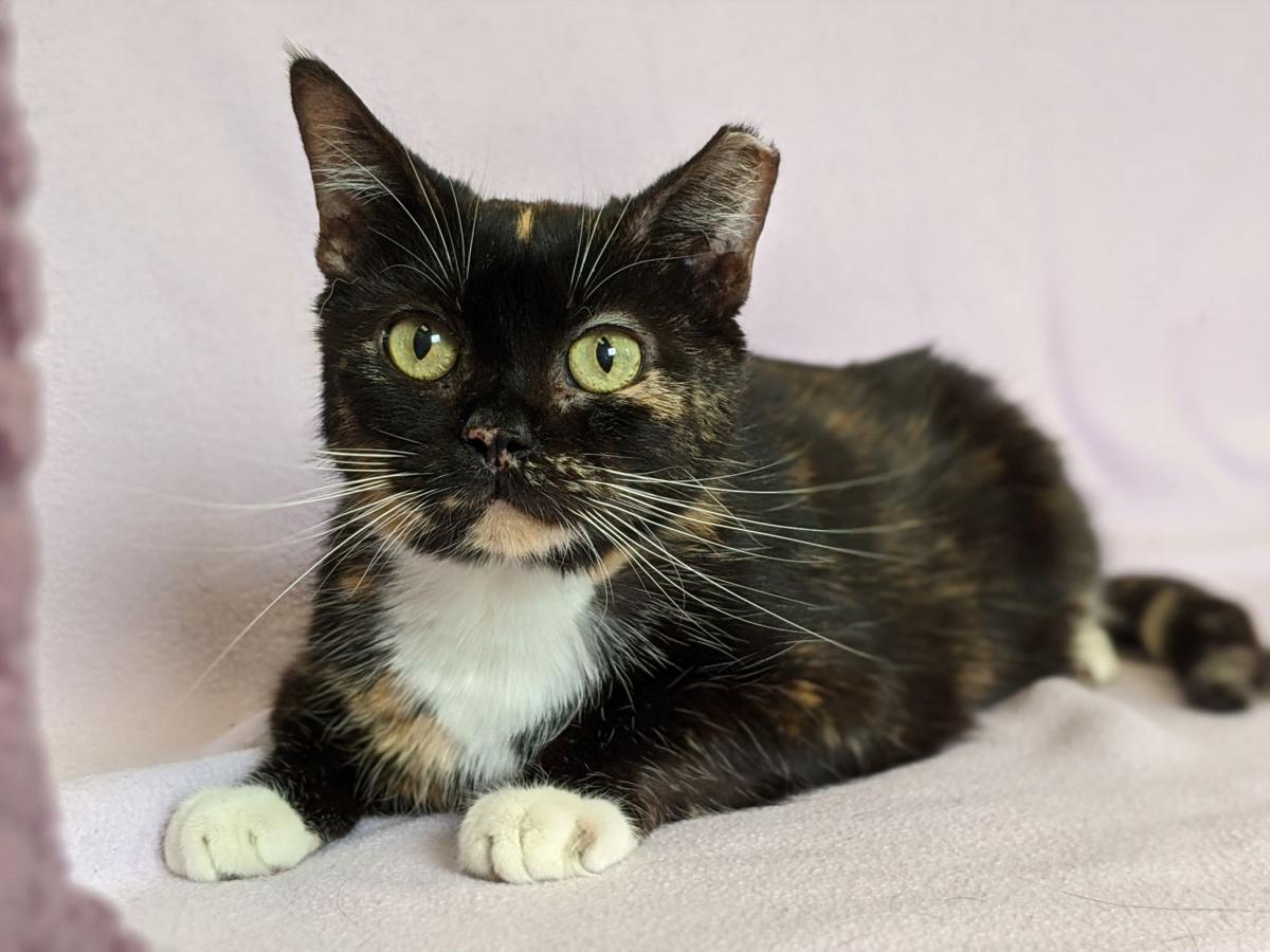 pet of the week Callie