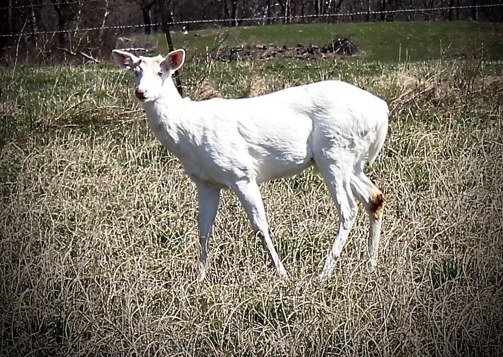 White deer photographed in Buffalo County Local