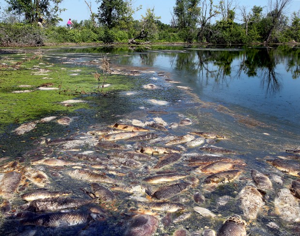Hot waters suffocate fish